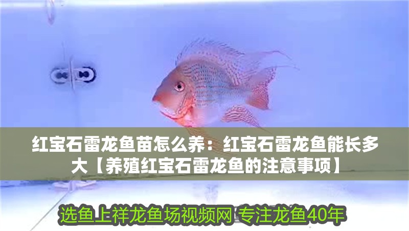 紅寶石雷龍魚苗怎么養：紅寶石雷龍魚能長多大【養殖紅寶石雷龍魚的注意事項】