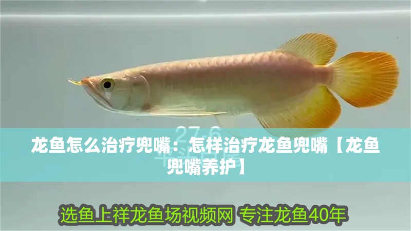 龍魚怎么治療兜嘴：怎樣治療龍魚兜嘴【龍魚兜嘴養護】