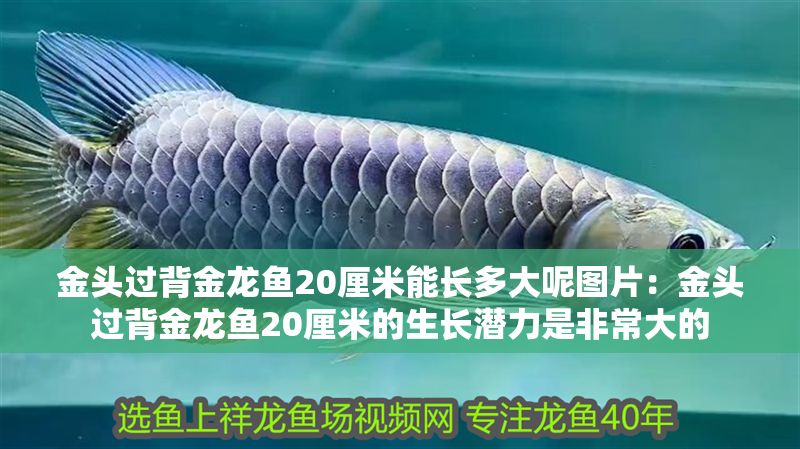 金頭過背金龍魚20厘米能長多大呢圖片：金頭過背金龍魚20厘米的生長潛力是非常大的