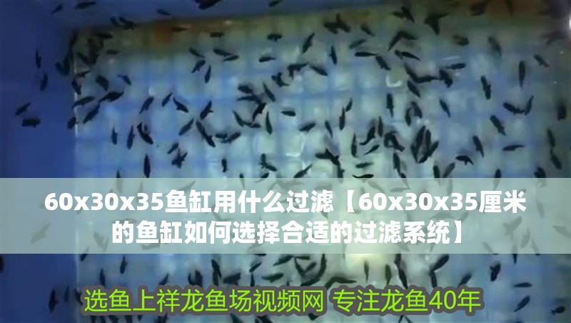 60x30x35魚缸用什么過濾【60x30x35厘米的魚缸如何選擇合適的過濾系統】