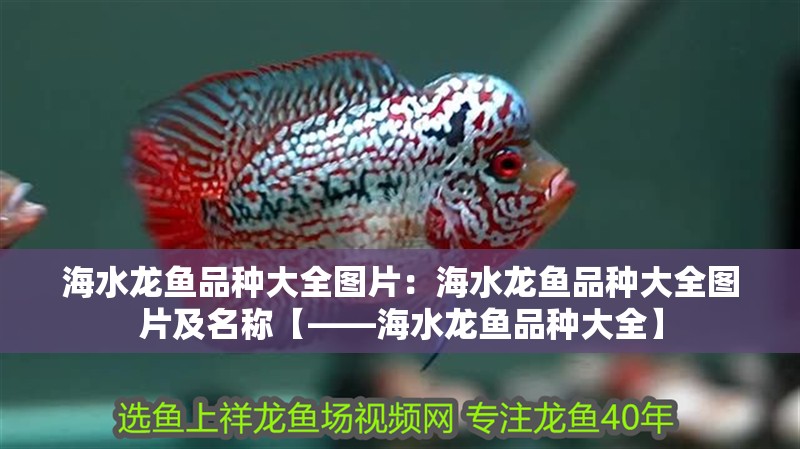海水龍魚品種大全圖片：海水龍魚品種大全圖片及名稱【——海水龍魚品種大全】