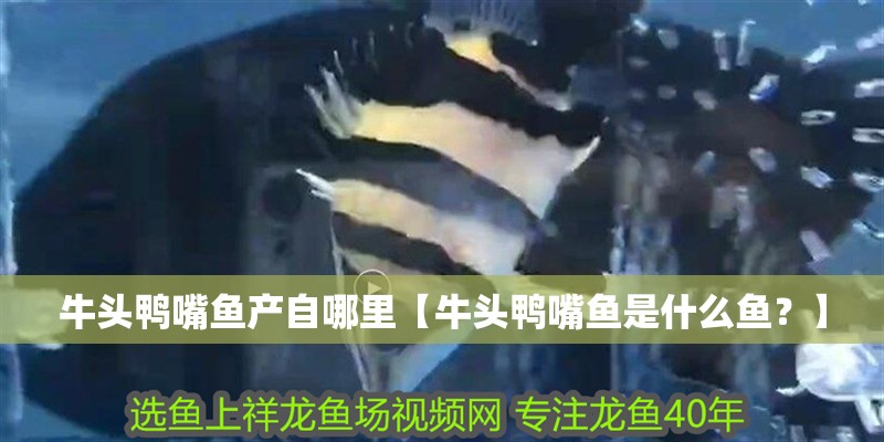 牛頭鴨嘴魚產自哪里【牛頭鴨嘴魚是什么魚？】