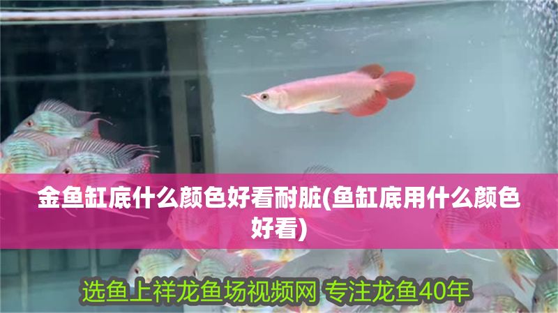 金魚缸底什么顏色好看耐臟(魚缸底用什么顏色好看)
