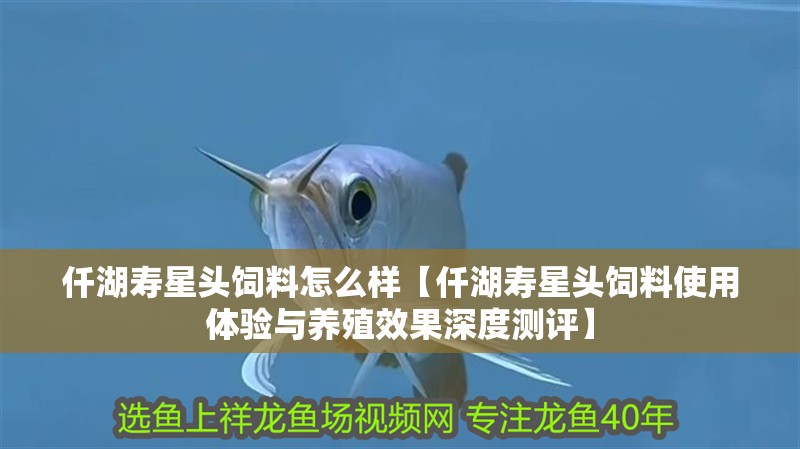 仟湖壽星頭飼料怎么樣【仟湖壽星頭飼料使用體驗與養殖效果深度測評】