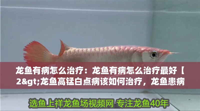 龍魚有病怎么治療：龍魚有病怎么治療最好【2>龍魚高錳白點病該如何治療，龍魚患病該如何治療】