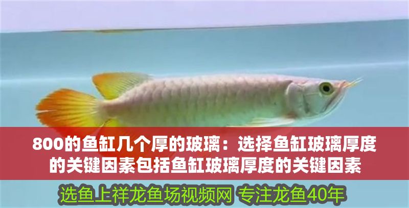 800的魚缸幾個厚的玻璃：選擇魚缸玻璃厚度的關鍵因素包括魚缸玻璃厚度的關鍵因素