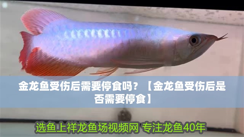 金龍魚受傷后需要停食嗎？【金龍魚受傷后是否需要停食】