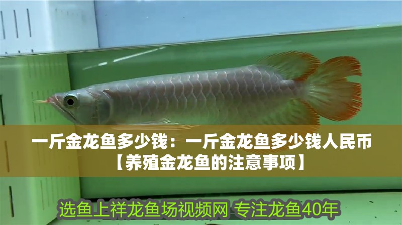 一斤金龍魚多少錢：一斤金龍魚多少錢人民幣【養殖金龍魚的注意事項】 一斤金龍魚多少錢：一斤金龍魚多少錢人民幣【養殖金龍魚的注意事項】 水族問答