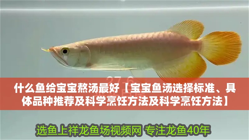 什么魚給寶寶熬湯最好【寶寶魚湯選擇標準、具體品種推薦及科學烹飪方法及科學烹飪方法】
