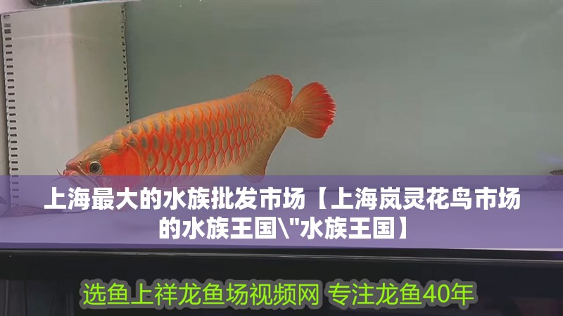 上海最大的水族批發市場【上海嵐靈花鳥市場的水族王國\