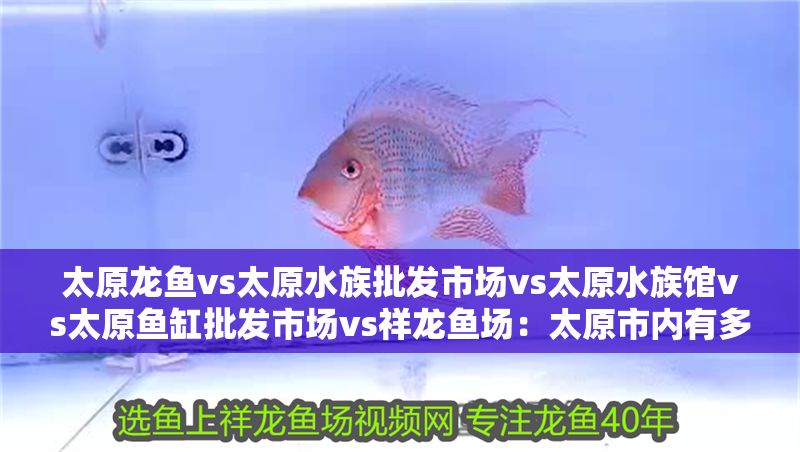 太原龍魚vs太原水族批發市場vs太原水族館vs太原魚缸批發市場vs祥龍魚場：太原市內有多個與龍魚和水族相關的市場、商店和魚場