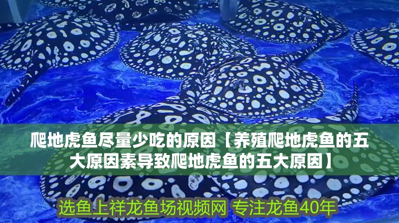 爬地虎魚(yú)盡量少吃的原因【養(yǎng)殖爬地虎魚(yú)的五大原因素導(dǎo)致爬地虎魚(yú)的五大原因】