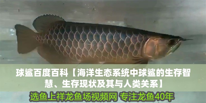 球鯊百度百科【海洋生態系統中球鯊的生存智慧、生存現狀及其與人類關系】 龍魚論壇 球鯊百度百科【海洋生態系統中球鯊的生存智慧、生存現狀及其與人類關系】 球鯊百度百科【海洋生態系統中球鯊的生存智慧、生存現狀及其與人類關系】 龍魚論壇