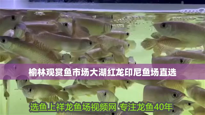 榆林觀賞魚市場大湖紅龍印尼魚場直選