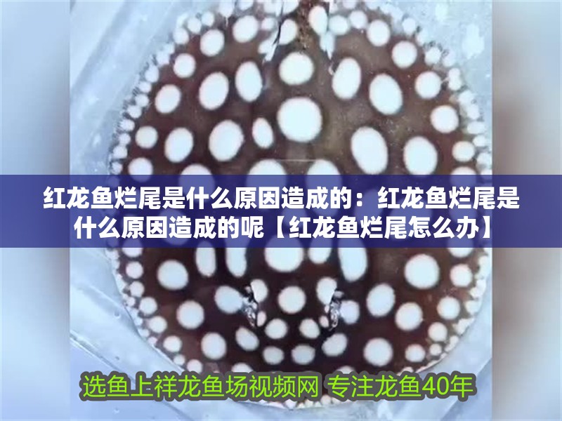 紅龍魚爛尾是什么原因造成的：紅龍魚爛尾是什么原因造成的呢【紅龍魚爛尾怎么辦】