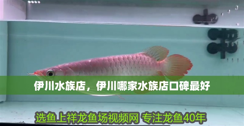 伊川水族店，伊川哪家水族店口碑最好