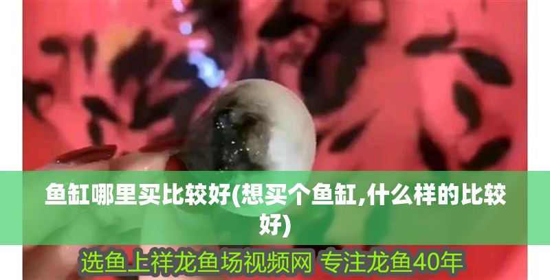 魚缸哪里買比較好(想買個魚缸,什么樣的比較好)