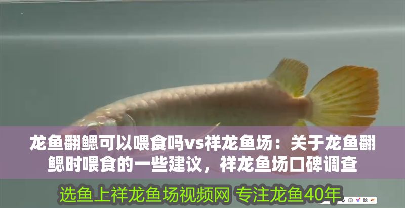 龍魚翻鰓可以喂食嗎vs祥龍魚場：關于龍魚翻鰓時喂食的一些建議，祥龍魚場口碑調查
