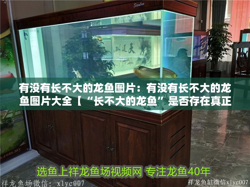 有沒有長不大的龍魚圖片：有沒有長不大的龍魚圖片大全【“長不大的龍魚”是否存在真正的“長不大”的印象】