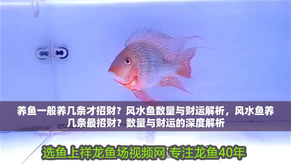 養魚一般養幾條才招財？風水魚數量與財運解析，風水魚養幾條最招財？數量與財運的深度解析