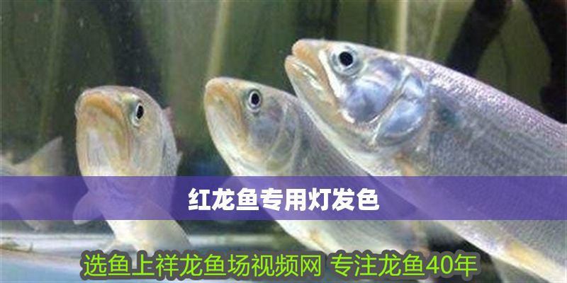 紅龍魚專用燈發(fā)色