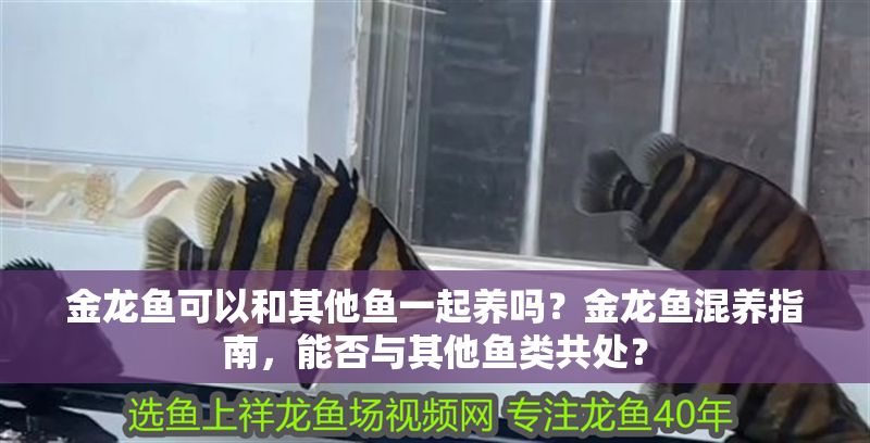金龍魚可以和其他魚一起養嗎？金龍魚混養指南，能否與其他魚類共處？