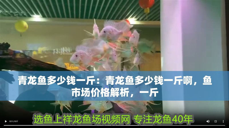 青龍魚多少錢一斤：青龍魚多少錢一斤啊，魚市場價格解析，一斤