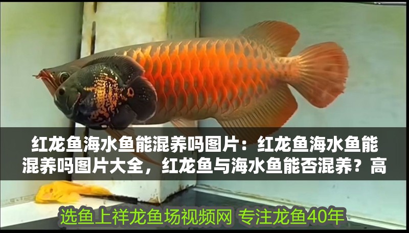 紅龍魚海水魚能混養嗎圖片：紅龍魚海水魚能混養嗎圖片大全，紅龍魚與海水魚能否混養？高清圖片大全解析