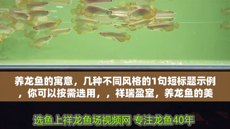 養(yǎng)龍魚的寓意，幾種不同風(fēng)格的1句短標(biāo)題示例，你可以按需選用，，祥瑞盈室，養(yǎng)龍魚的美好寓意，龍魚相伴，福澤滿堂之寓意，探秘養(yǎng)龍