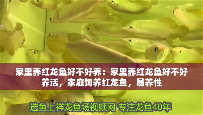 家里養紅龍魚好不好養：家里養紅龍魚好不好養活，家庭飼養紅龍魚，易養性