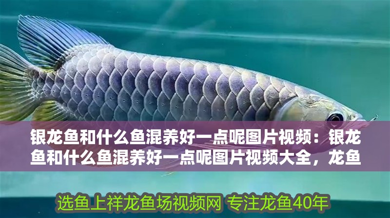 銀龍魚和什么魚混養(yǎng)好一點呢圖片視頻：銀龍魚和什么魚混養(yǎng)好一點呢圖片視頻大全，龍魚最佳混養(yǎng)搭檔圖片視頻大全