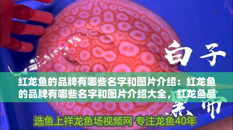 紅龍魚的品牌有哪些名字和圖片介紹：紅龍魚的品牌有哪些名字和圖片介紹大全，紅龍魚品牌全覽，名字與 紅龍魚的品牌有哪些名字和圖片介紹：紅龍魚的品牌有哪些名字和圖片介紹大全，紅龍魚品牌全覽，名字與 水族問答