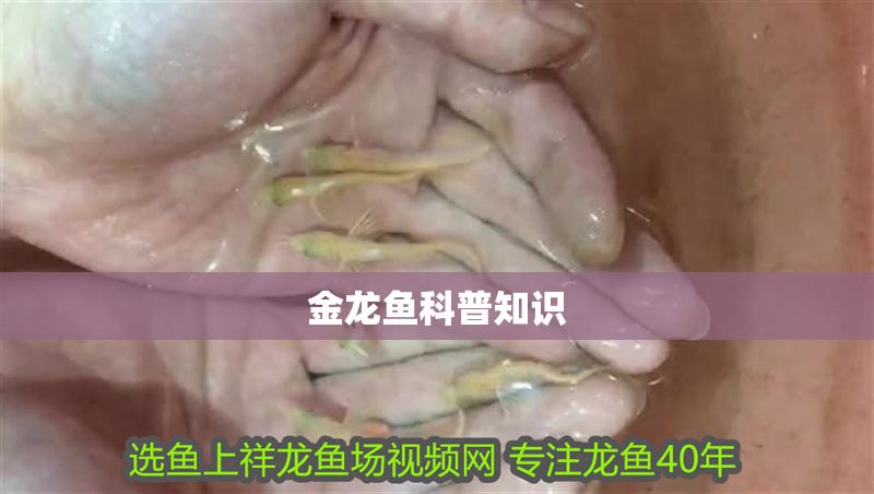 金龍魚科普知識(shí) 龍魚百科 第2張 金龍魚科普知識(shí) 金龍魚科普知識(shí) 龍魚百科 第2張