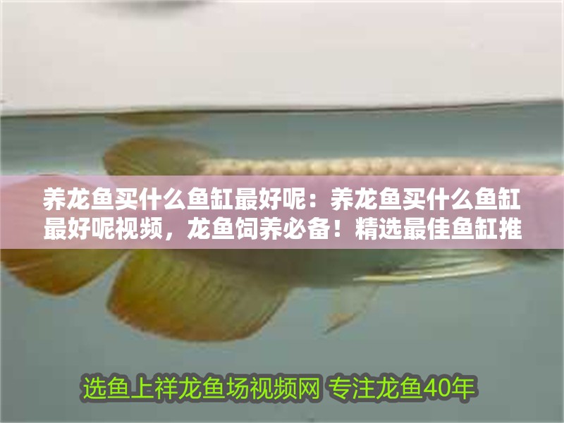 養龍魚買什么魚缸最好呢：養龍魚買什么魚缸最好呢視頻，龍魚飼養必備！精選最佳魚缸推薦