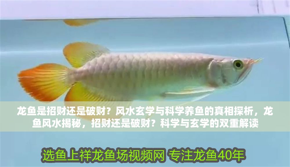 龍魚是招財(cái)還是破財(cái)？風(fēng)水玄學(xué)與科學(xué)養(yǎng)魚的真相探析，龍魚風(fēng)水揭秘，招財(cái)還是破財(cái)？科學(xué)與玄學(xué)的雙重解讀 龍魚是招財(cái)還是破財(cái)？風(fēng)水玄學(xué)與科學(xué)養(yǎng)魚的真相探析，龍魚風(fēng)水揭秘，招財(cái)還是破財(cái)？科學(xué)與玄學(xué)的雙重解讀 龍魚百科 第1張