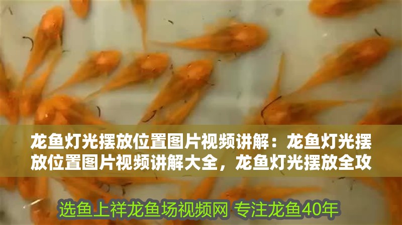 龍魚燈光擺放位置圖片視頻講解：龍魚燈光擺放位置圖片視頻講解大全，龍魚燈光擺放全攻略，圖解