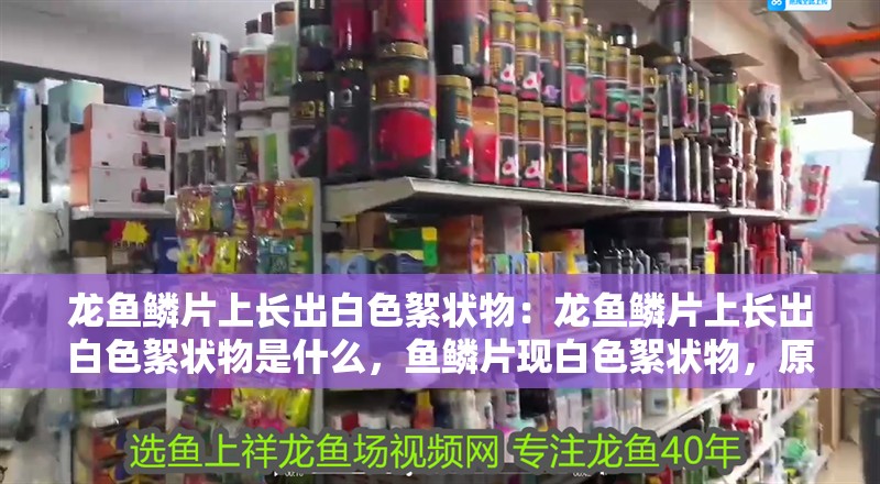 龍魚鱗片上長出白色絮狀物：龍魚鱗片上長出白色絮狀物是什么，魚鱗片現(xiàn)白色絮狀物，原因