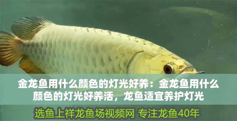 金龍魚用什么顏色的燈光好養(yǎng)：金龍魚用什么顏色的燈光好養(yǎng)活，龍魚適宜養(yǎng)護(hù)燈光