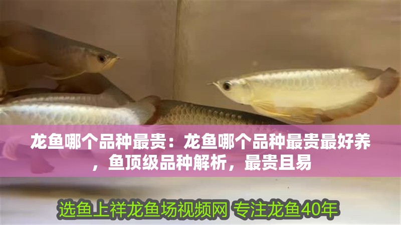 龍魚哪個品種最貴：龍魚哪個品種最貴最好養(yǎng)，魚頂級品種解析，最貴且易
