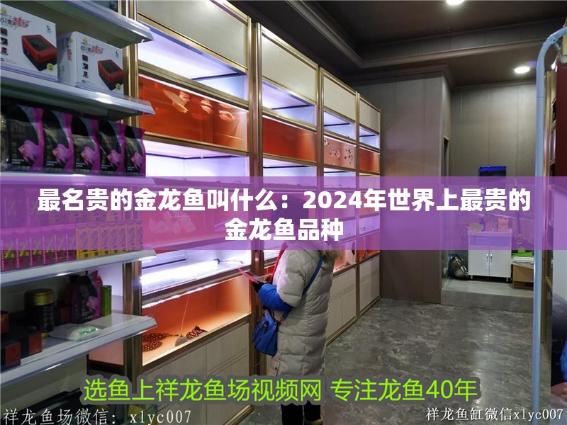 最名貴的金龍魚叫什么：2024年世界上最貴的金龍魚品種