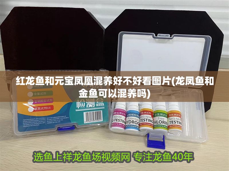 紅龍魚和元寶鳳凰混養好不好看圖片(龍鳳魚和金魚可以混養嗎)