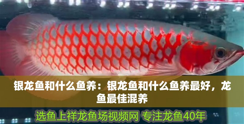 銀龍魚和什么魚養：銀龍魚和什么魚養最好，龍魚最佳混養
