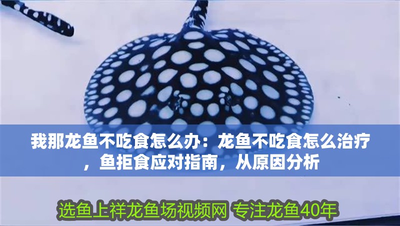 我那龍魚不吃食怎么辦：龍魚不吃食怎么治療，魚拒食應對指南，從原因分析