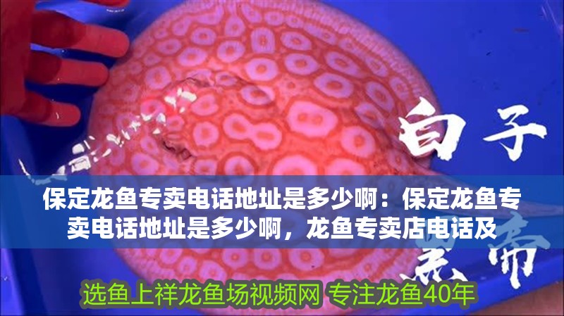 保定龍魚專賣電話地址是多少啊：保定龍魚專賣電話地址是多少啊，龍魚專賣店電話及