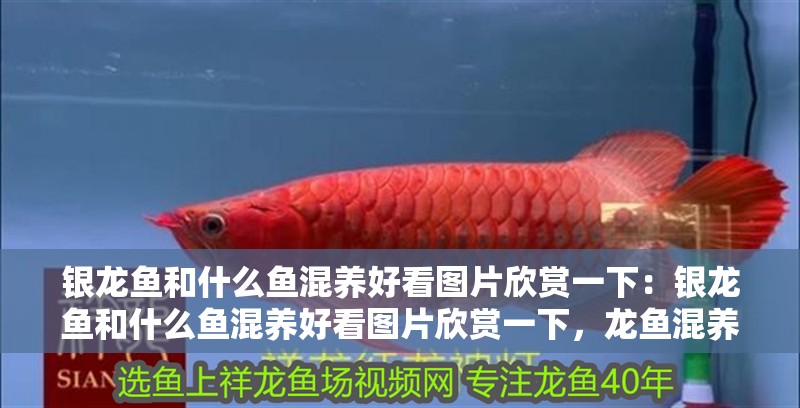 銀龍魚和什么魚混養好看圖片欣賞一下：銀龍魚和什么魚混養好看圖片欣賞一下，龍魚混養搭配美圖鑒賞，最佳伴侶魚類視覺盛宴