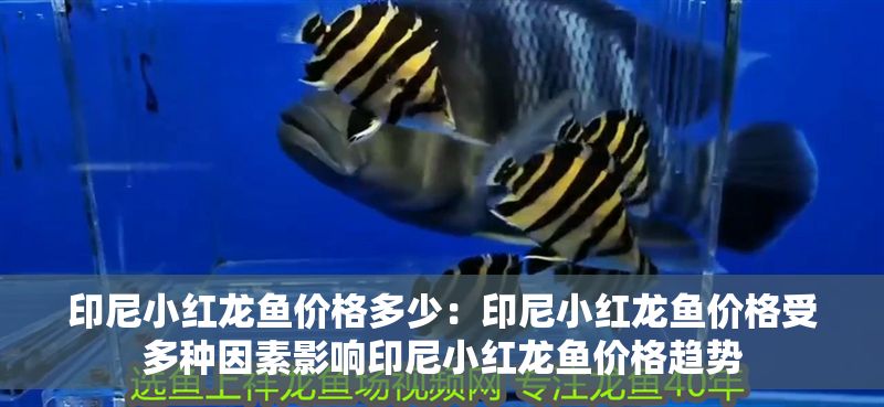 印尼小紅龍魚價格多少：印尼小紅龍魚價格受多種因素影響印尼小紅龍魚價格趨勢