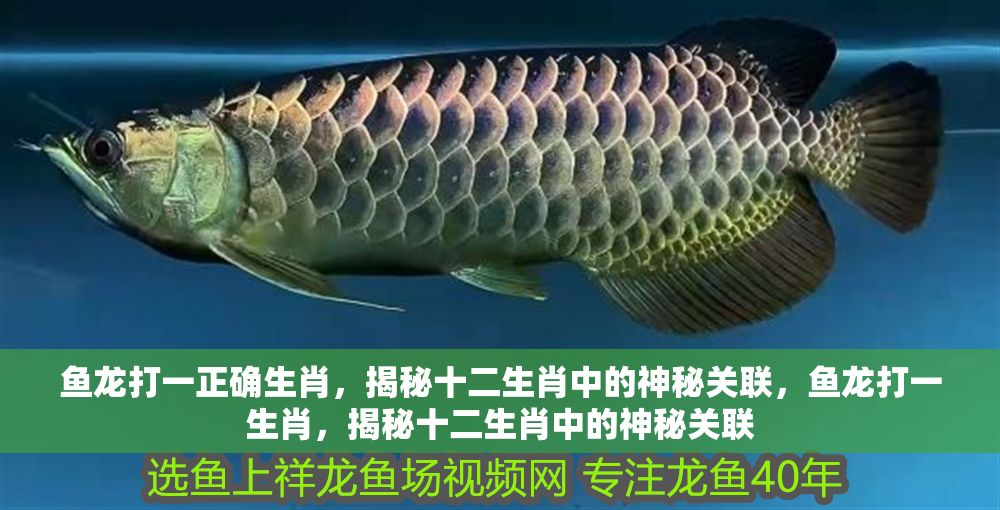 魚龍打一正確生肖，揭秘十二生肖中的神秘關聯，魚龍打一生肖，揭秘十二生肖中的神秘關聯