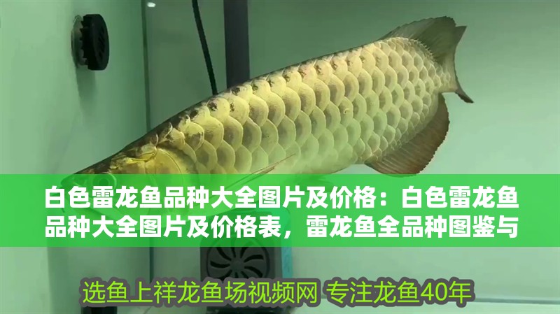 白色雷龍魚品種大全圖片及價格：白色雷龍魚品種大全圖片及價格表，雷龍魚全品種圖鑒與價格