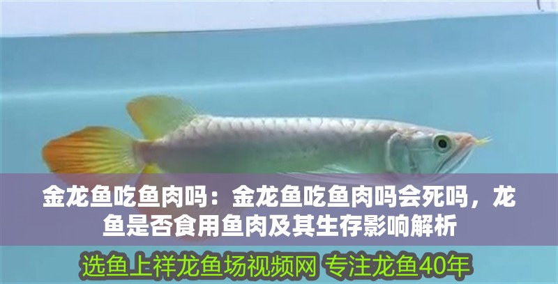 金龍魚吃魚肉嗎：金龍魚吃魚肉嗎會死嗎，龍魚是否食用魚肉及其生存影響解析