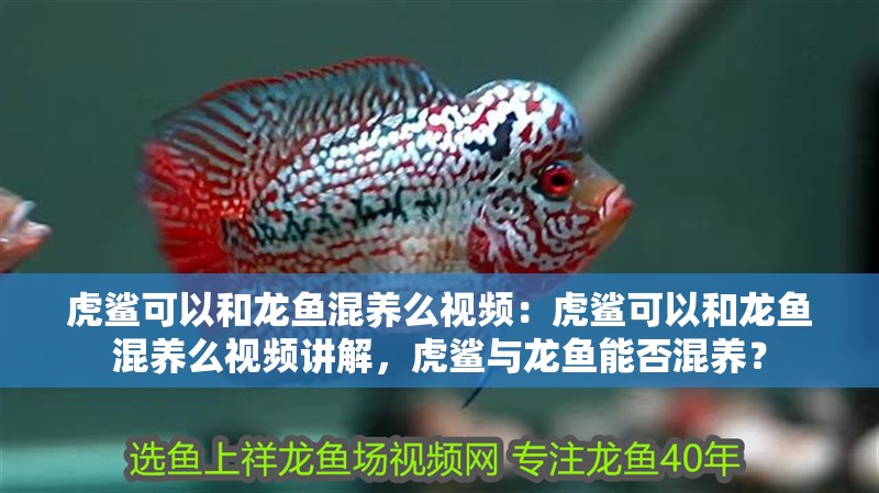 虎鯊可以和龍魚混養么視頻：虎鯊可以和龍魚混養么視頻講解，虎鯊與龍魚能否混養？